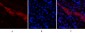CD81 Polyclonal Antibody